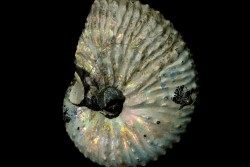 Discoscaphites conradi - Crétacé supérieur - South Dakota, USA