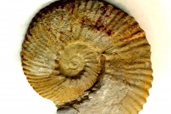 Subalpinites fauriensis - Berriasian - Gard - France