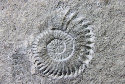 Leptoceras (protoleptoceras) Jelevi - Berriasian - Claret, Herault, FRANCE