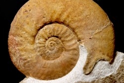 Dalmasiceras dalmasi (Pictet) - Berriasian - Gard - France