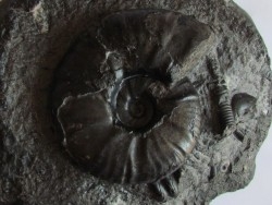 PSEUDOHAPLOCERAS GERHARDTI