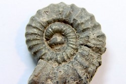 rare heteromorph ammonite Jouaniceras sicardi - Santonian - Sougraine, 11 -France
