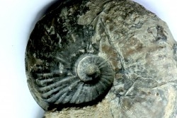 RARE Gruneria gruneri  - Toarcian - Roanne - FRANCE