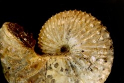 Discoscaphites conradi  Maestrichtien  Fox Hill formation  Wyoming - USA