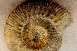 aulacostephanus volgensis - kimmeridgien - Boulonnais, France