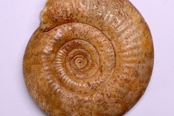 Leptosphinctes leptus - bajocien - Bayeux -14 - FRANCE