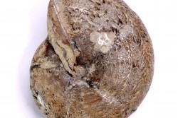 Calliphylloceras demidoffi - upper callovian   -  Villers-sur-Mer  - FRANCE