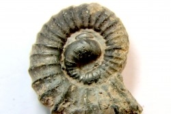 rare heteromorph ammonite Jouaniceras sicardi - Santonian - Sougraine, 11 -France