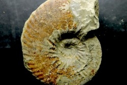 RARE anahoplites sp. - albien moyen - ancienne carrière Courcelles - Aube - France