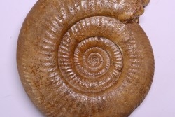 Leptosphinctes leptus - bajocian - Bayeux -14 - FRANCE