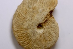 Clydoniceras discus - bathonian - La Marche, Nièvre (58) - FRANCE