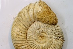 Microconque - 8 cm - KRANAOSPHINCTES (PACHYPLANULITES) RABEI - oxfordien - Madagascar