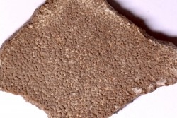 coquille d œuf de dinosaure TITANOSAURE: SALTASAURUS