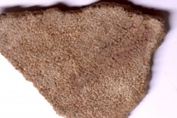 coquille d œuf de dinosaure TITANOSAURE: SALTASAURUS