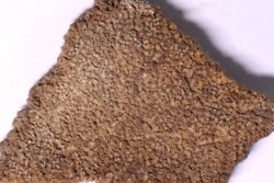 dinosaur titanosaur saltasaurus egg shell