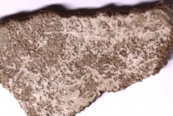 dinosaur titanosaur saltasaurus egg shell
