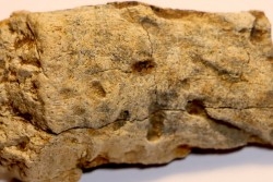 dinosaure freak: TRICERATOPS HORRIDUS