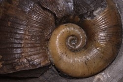 Lytoceras siemensis (Denckmann)  lower toarcian   Brannschweig, Germany