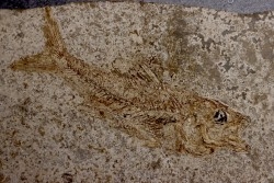 DAPALIS MACRURUS - stampian - Provence - France