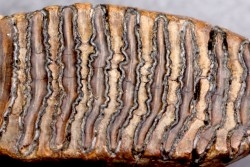 MAMMOTH TOOTH:  Mammuthus primigenius // Pléistocène // Zemst, Belgium