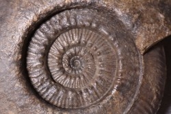 grosse Hammatoceras Speciosum -Toarcien - Roanne - FRANCE