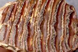 DENT DE MAMMOUTH:  Mammuthus primigenius - Pléistocène   Mer du Nord