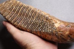 DENT DE MAMMOUTH:  Mammuthus primigenius - Pléistocène   Mer du Nord