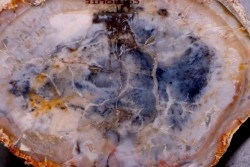 coprolithe de dinosaure - jurassique - Morrison Formation
