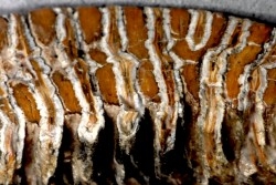 MAMMOTH TOOTH:  Mammuthus primigenius -  Pléistocène - North sea