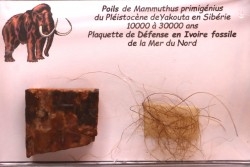 MAMMOTH HAIR and ivory
