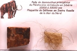 coffret vitré ivoire et poils de MAMMOUTH