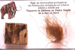 coffret vitré ivoire et poils de MAMMOUTH