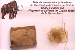 MAMMOTH HAIR and ivory