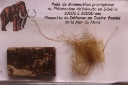 MAMMOTH HAIR and ivory