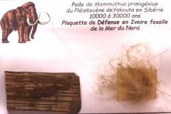 coffret vitré ivoire et poils de MAMMOUTH