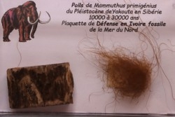 MAMMOTH HAIR and ivory