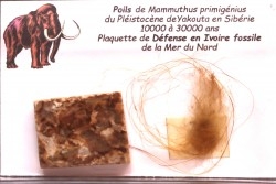 MAMMOTH HAIR and ivory