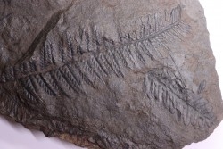 Fougère:  PECOPTERIS POLYMORPHA  Stephanian (carboniferous)  Graissesac, 34, FRANCE