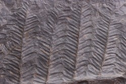 Fougère:  PECOPTERIS POLYMORPHA  Stephanian (carboniferous)  Graissesac, 34, FRANCE