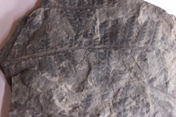 Fougère:  PECOPTERIS sp.  Stephanian (carboniferous)  Graissesac, 34, FRANCE