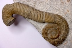 MACROSCAPHITES Yvani - Upper barremian - Drome - France