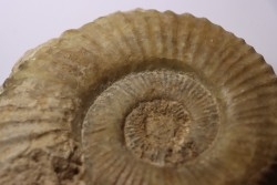 Uptonia jamesoni (Sowerby, 1827)  Pliensbachien  Carriere de Fresnay le Puceux, Calvados - FRANCE
