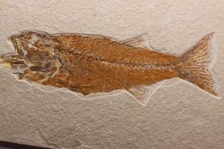 poisson fossile - Mioplosus labracoides - Eocène - green river fmt - Wyoming - USA