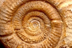 Leptosphinctes leptus - bajocien - Bayeux -14 - FRANCE