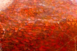 Section d'os de dinosaure en agate ROUGE:  Jurassique  USA