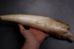 MAMMOTH TUSK:  Mammuthus primigenius - Pléistocène  -  Alaska, USA