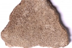dinosaur titanosaur saltasaurus egg shell