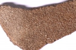 coquille d œuf de dinosaure TITANOSAURE: SALTASAURUS