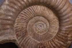 Perisphinctes pumilus  - oxfordian - Nevers -58 - FRANCE