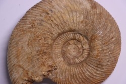 Parkinsonia (Durotrigensia) pseudoferruginea - bajocien - Bayeux -14 - FRANCE